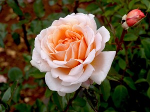 SPICY PARFUMA (hybrid tea)